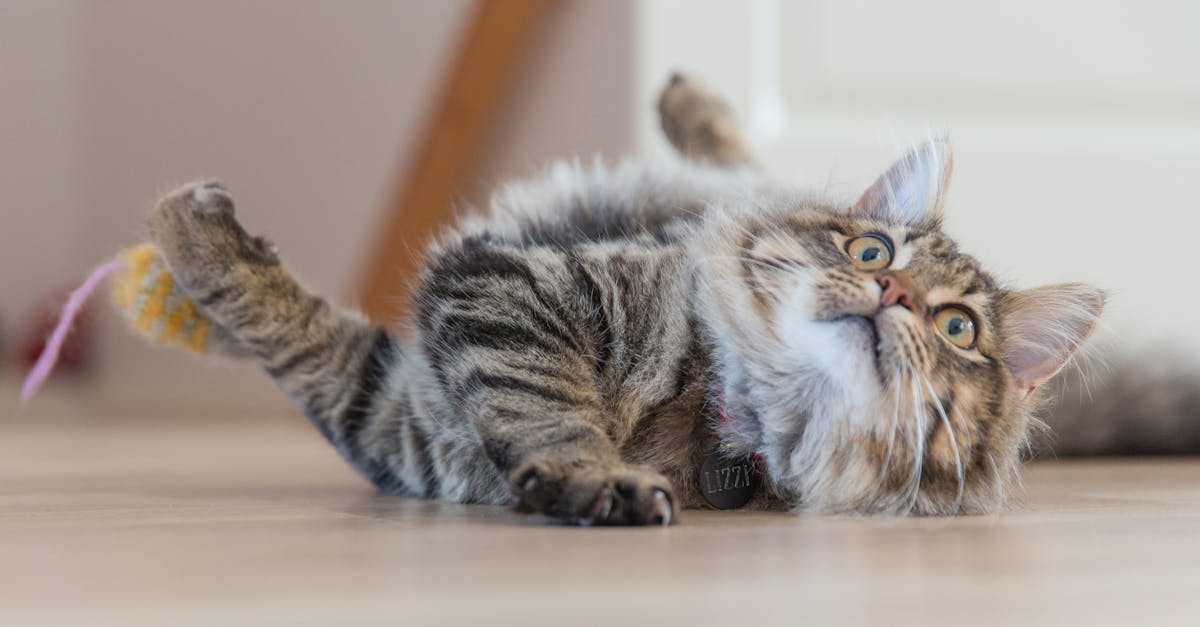 découvrez notre collection de colliers pour chats, alliant confort et style. offrez à votre félin un accessoire élégant et sûr, conçu pour une identification facile et un look tendance. parcourez notre gamme et trouvez le collier parfait pour votre compagnon à fourrure.