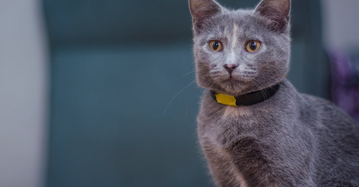 découvrez notre large sélection de colliers pour chats, alliant style et confort. offrez à votre félin un accessoire tendance tout en garantissant sa sécurité. idéaux pour les sorties en plein air, nos colliers sont ajustables et disponibles dans diverses couleurs et motifs. faites le choix parfait pour votre compagnon à quatre pattes !