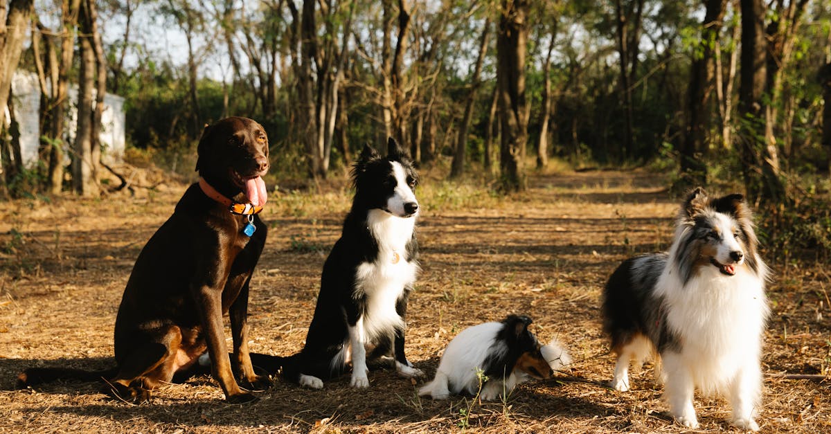 découvrez notre guide complet des colliers pour chiens : conseils d'achat, types de matériaux, tailles adaptées, et astuces pour choisir le meilleur collier pour votre fidèle compagnon.