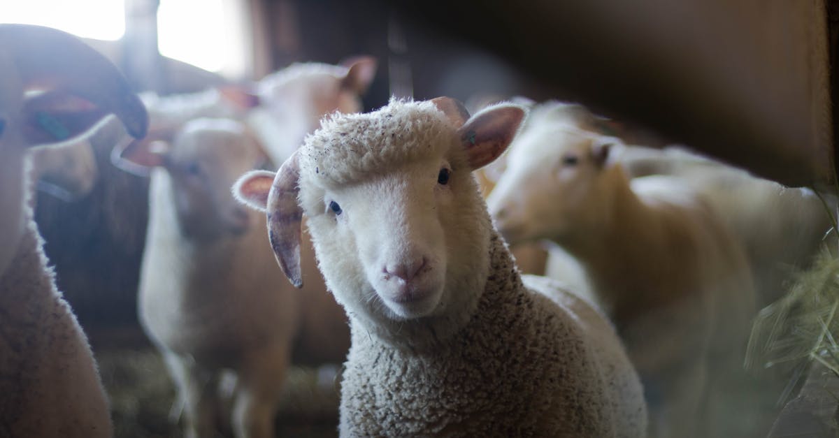 découvrez le monde fascinant des animaux : leurs caractéristiques, habitats, comportements et rôles essentiels dans la nature. apprenez-en plus sur la biodiversité et la préservation des espèces animales.