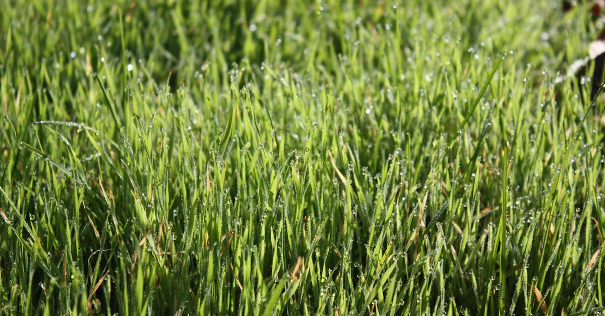 découvrez comment l'écologie durable contribue à la préservation de l'environnement en adoptant des pratiques et des solutions respectueuses de la planète et des générations futures.